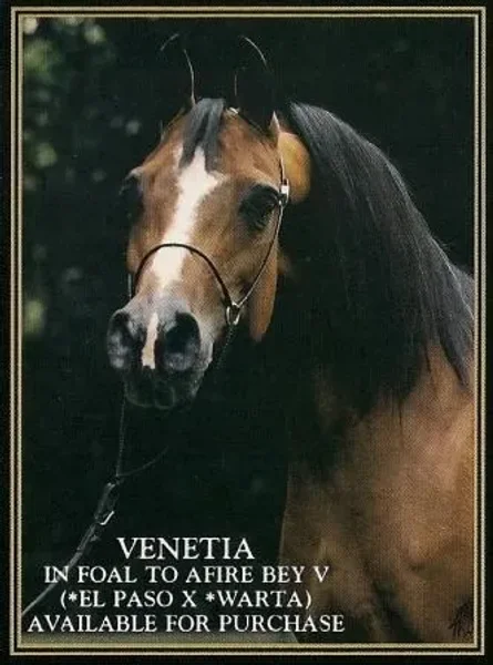 VENETIA