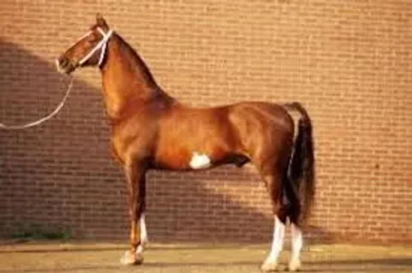 Fabricius