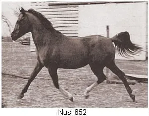 Nusi