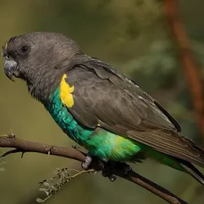 Medium Parrot Supplies Checklist - Caiques, Small Conures, Lories, Large Parakeets, Pionus, and Poicephalus