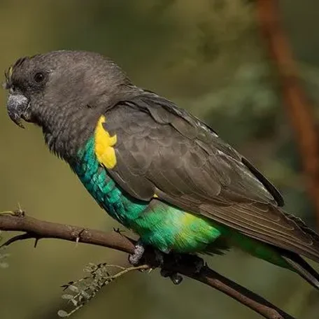 Caiques, Small Conures, Lories, Large Parakeets, Pionus, and Poicephalus