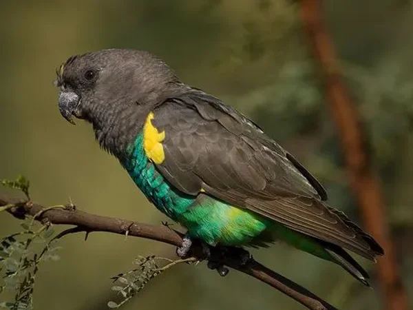 Caiques, Small Conures, Lories, Large Parakeets, Pionus, and Poicephalus