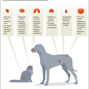 Fight Dog Cancer