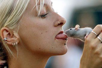 Pet rats may harbour deadly fever