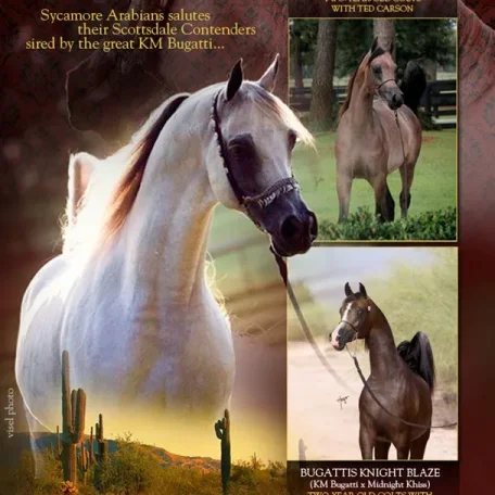 Another beautiful ad of KM Bugatti and his two outstanding foals…both bred by Sycamore Arabians!