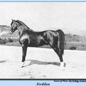Ferdilan