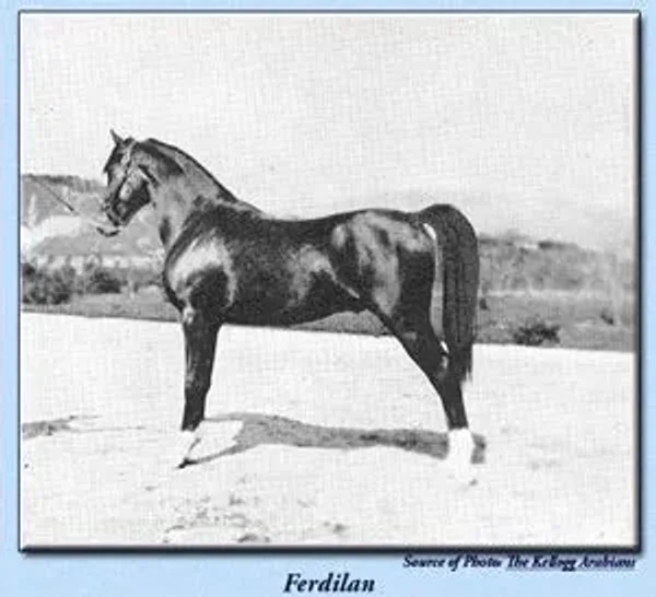Ferdilan