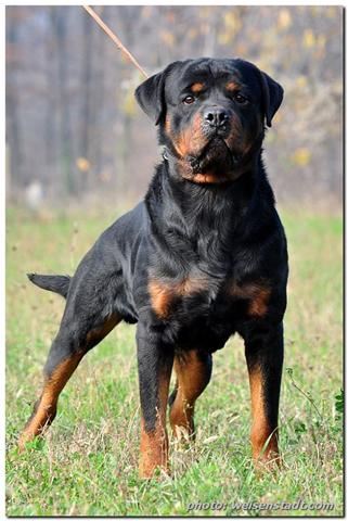 Burns Elite Dogs, LLC