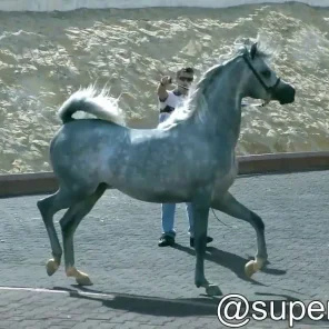 SABEA AL MUAWD