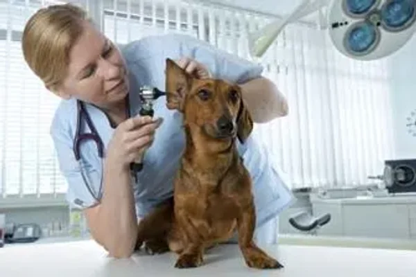 Dr. Katy Nelson
