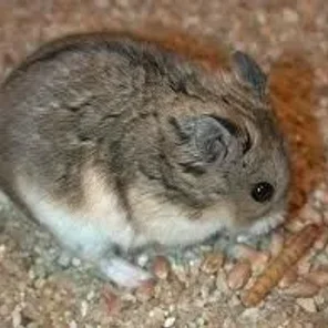 Campbell's Dwarf