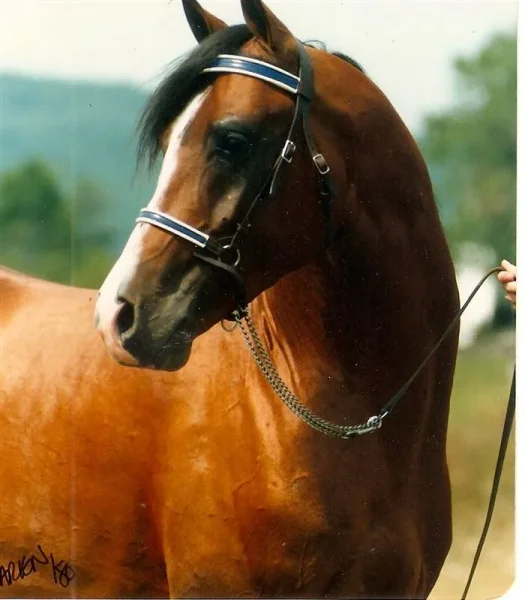 AA-Milord