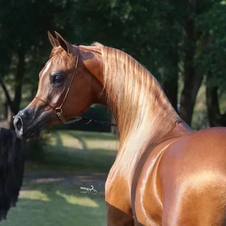 Luxemere Tulio (Trussardi x LM Magnified) and the influence of the beauty and color genes found in his breeding…Trussardi “out of Precious as Gold” and LM Magnified “by Magnum Psyche”.