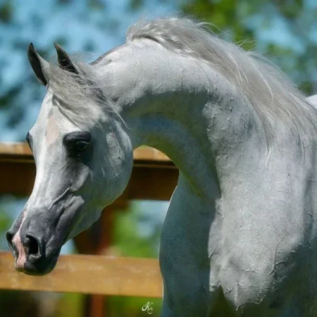 WOW...love the new photos of Jizette! 
I guess she is going back to U.S. Nationals...I wish her and her owners the very best of luck!