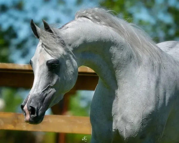 WOW...love the new photos of Jizette! 
I guess she is going back to U.S. Nationals...I wish her and her owners the very best of luck!