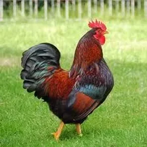 Barnevelders