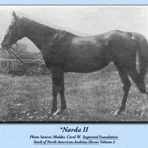 Narda II