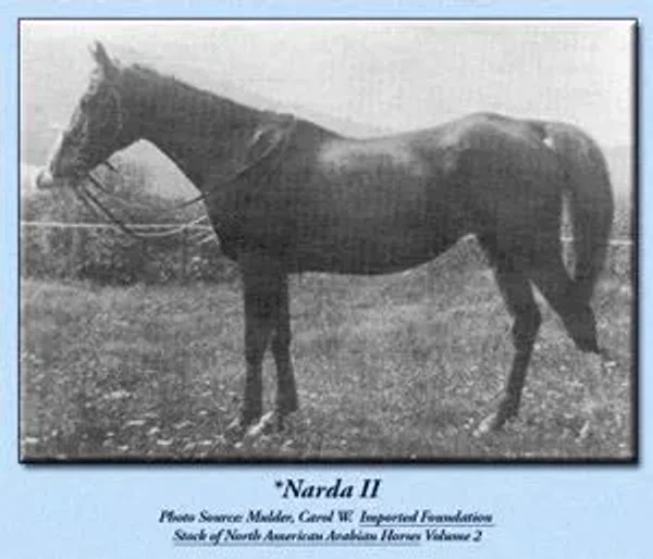 Narda II