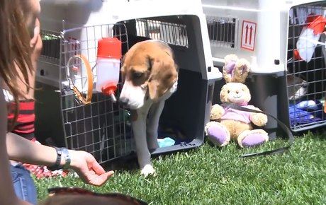 5 Korean Beagles Used In Testing