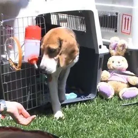 5 Korean Beagles Used In Testing