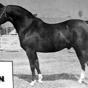 IBN FERSEYN
