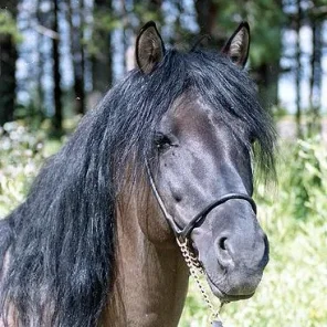 Vyatka