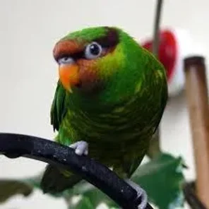 Mindanao Lorikeet