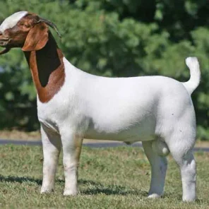 Boer Goat