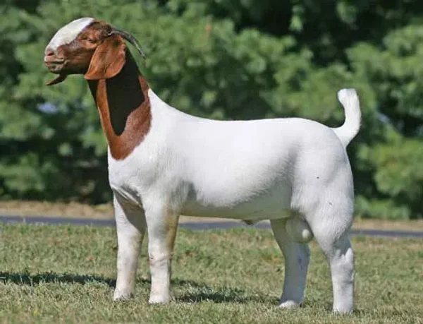 Boer Goats