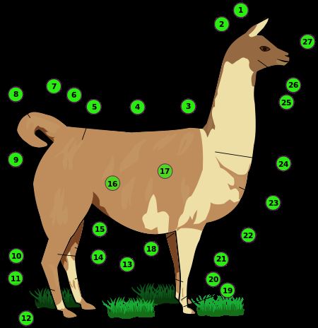 Some Basic Llama Facts