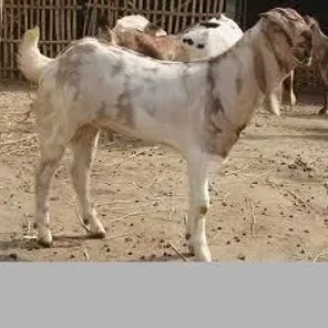 Sirohi