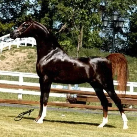 *Sharem El Sheikh
(*El Shaklan × *Samanna GRSB)
Chestnut Stallion, Born 1983
