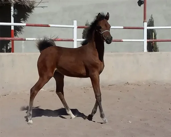 Emira Harandi