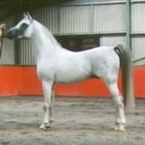 barif