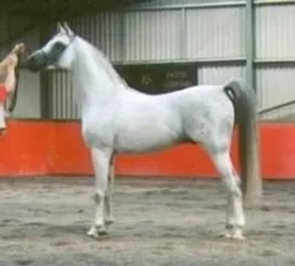 barif