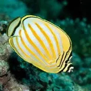 Butterflyfish