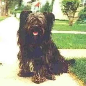Skye Terrier