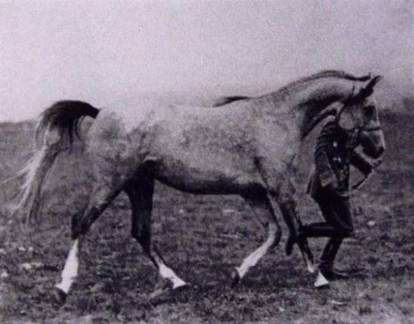 Oaza (Kuhailan-Haifi x Kewa)