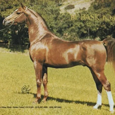 
          Photo by Luxemere Arabians
        