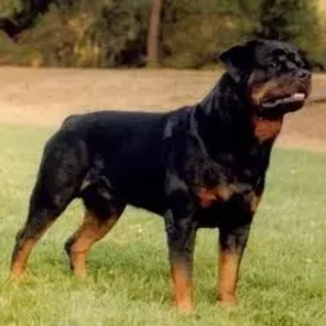 Rottweiler