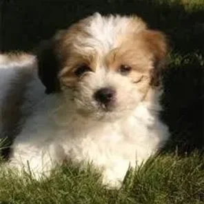 Shichon (Designer Dog)