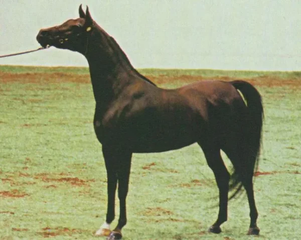 Bey Fireeshah