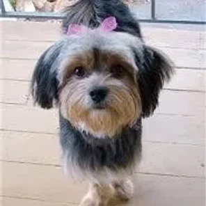 Jarkie (Designer Dog)