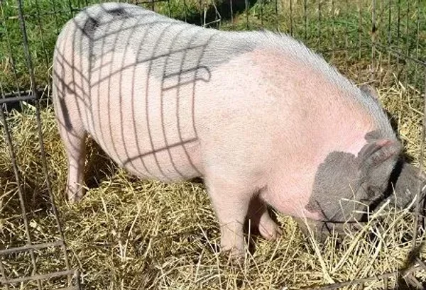 OatWheat