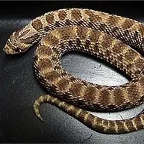 Hognose