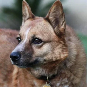 Australian Cattle Dog
