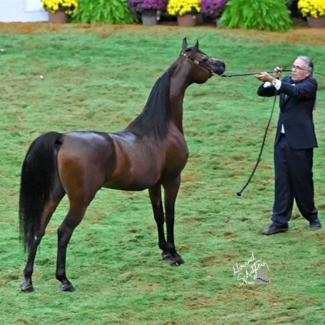 Cassiopeia BPA and Marajj - Arabian Horses