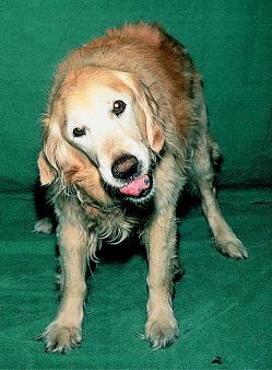 Why Is My Dog Falling Down?