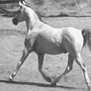 BAAROUF