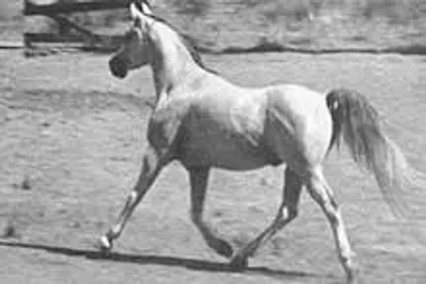 BAAROUF